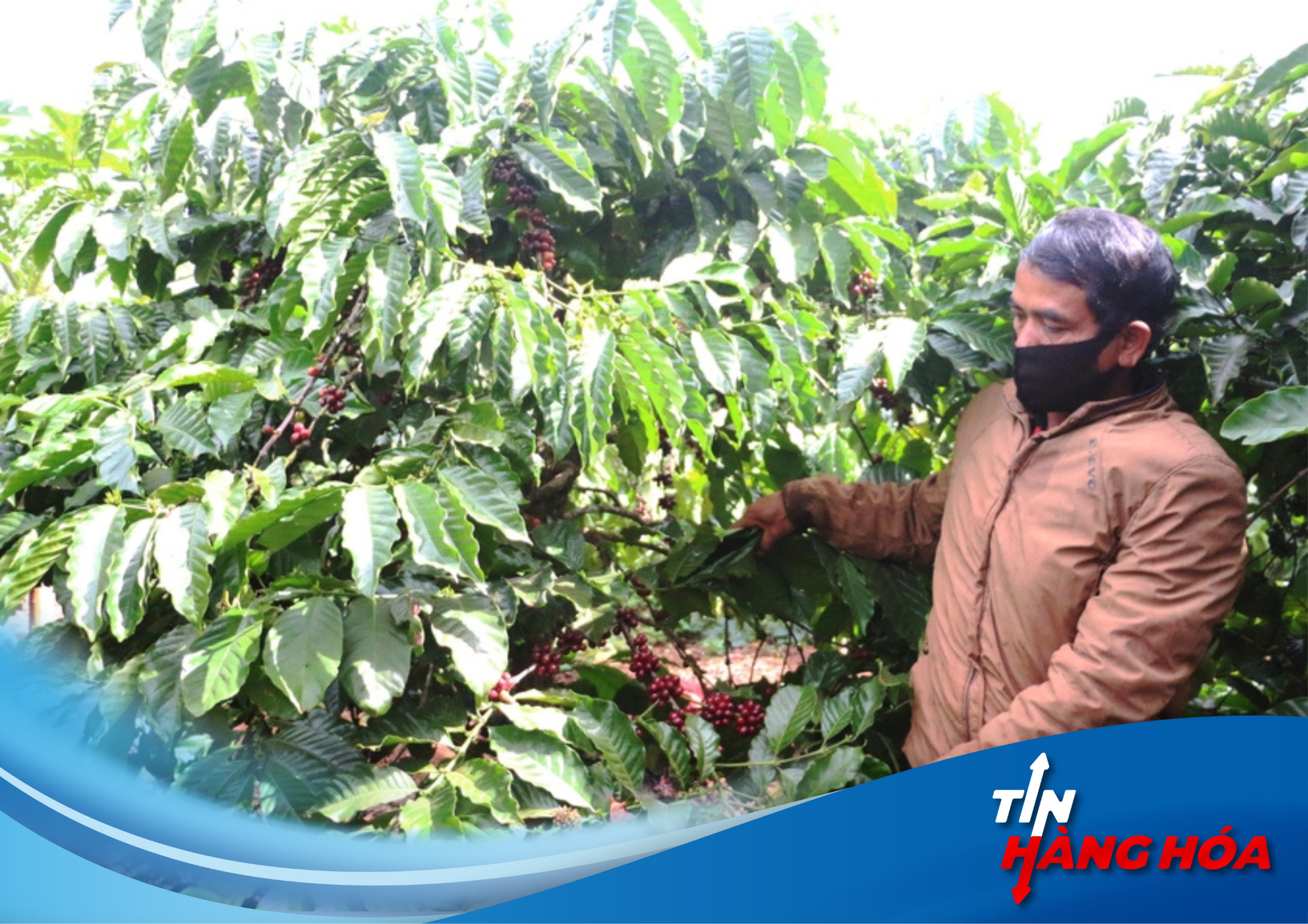 Gi&aacute; N&ocirc;ng Sản Ổn Định: Đ&ograve;n Bẩy Ph&aacute;t Triển N&ocirc;ng Nghiệp Bền Vững Tại Gia Lai